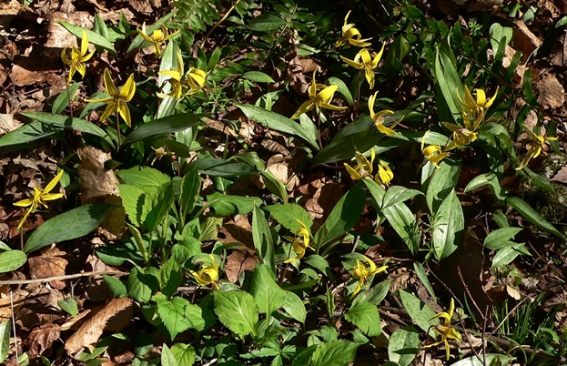 {Erythronium americanum ssp. harperi}